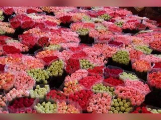 广州奥林匹克中心免费开放吗？真相、游玩与实用指南